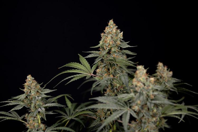 Classic Skunk 🌱  - Zamnesia x B&B. Week 11 - Classic Skunk -Plant #2 - Harvest Day