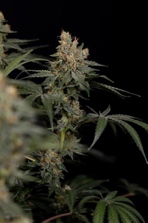 Classic Skunk 🌱  - Zamnesia x B&B. Week 11 - Classic Skunk -Plant #2 - Harvest Day