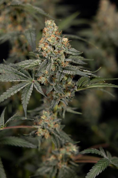 Classic Skunk 🌱  - Zamnesia x B&B. Week 11 - Classic Skunk -Plant #2 - Harvest Day