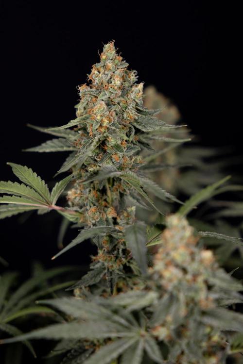 Classic Skunk 🌱  - Zamnesia x B&B. Week 11 - Classic Skunk -Plant #2 - Harvest Day