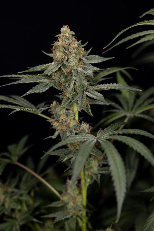Classic Skunk 🌱  - Zamnesia x B&B. Week 11 - Classic Skunk -Plant #2 - Harvest Day