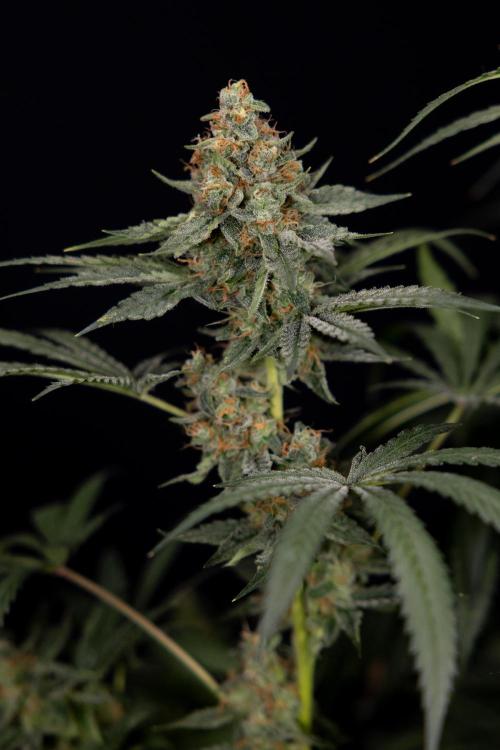 Classic Skunk 🌱  - Zamnesia x B&B. Week 11 - Classic Skunk -Plant #2 - Harvest Day