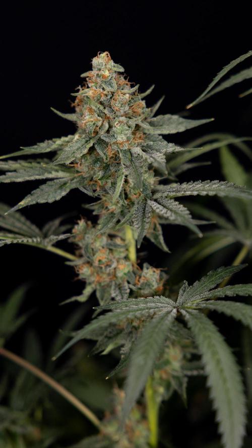 Classic Skunk 🌱  - Zamnesia x B&B. Week 11 - Classic Skunk -Plant #2 - Harvest Day