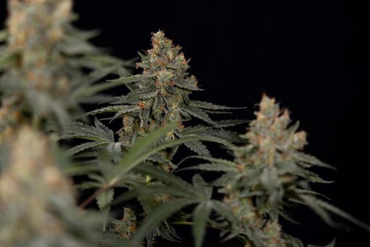 Classic Skunk 🌱  - Zamnesia x B&B. Week 11 - Classic Skunk -Plant #2 - Harvest Day