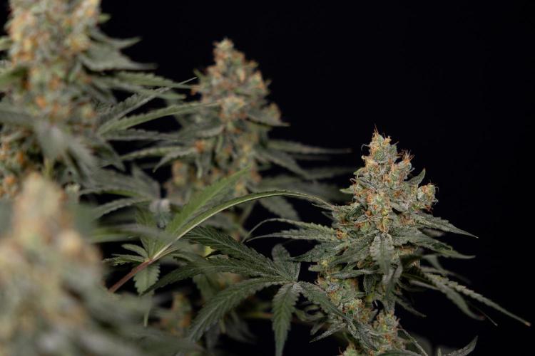 Classic Skunk 🌱  - Zamnesia x B&B. Week 11 - Classic Skunk -Plant #2 - Harvest Day