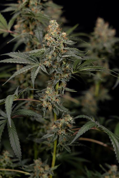 Classic Skunk 🌱  - Zamnesia x B&B. Week 11 - Classic Skunk -Plant #2 - Harvest Day