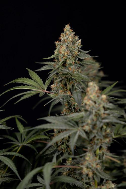 Classic Skunk 🌱  - Zamnesia x B&B. Week 11 - Classic Skunk -Plant #2 - Harvest Day