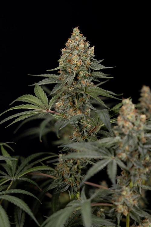 Classic Skunk 🌱  - Zamnesia x B&B. Week 11 - Classic Skunk -Plant #2 - Harvest Day