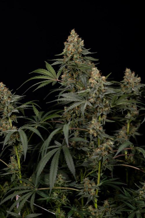 Classic Skunk 🌱  - Zamnesia x B&B. Week 11 - Classic Skunk -Plant #2 - Harvest Day