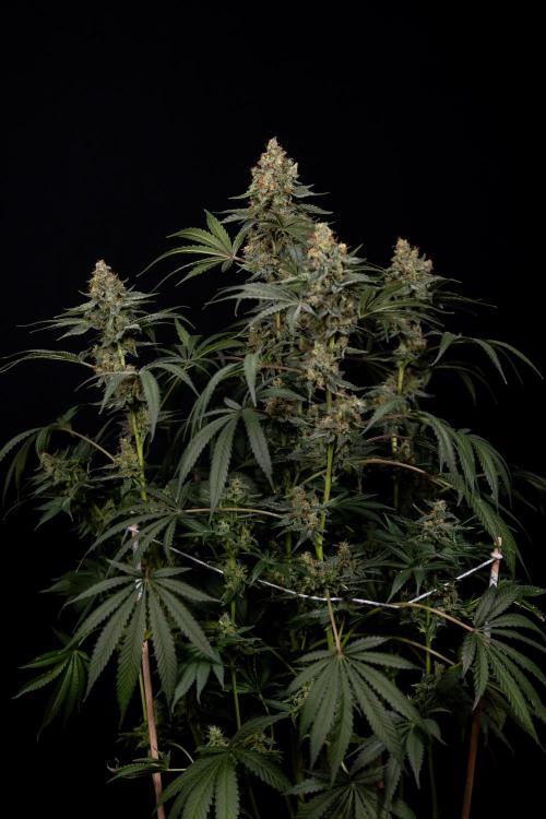 Classic Skunk 🌱  - Zamnesia x B&B. Week 11 - Classic Skunk -Plant #2 - Harvest Day