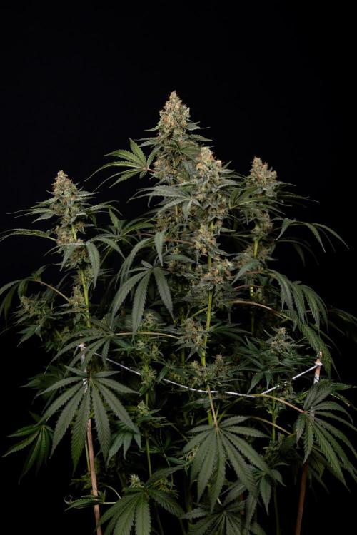 Classic Skunk 🌱  - Zamnesia x B&B. Week 11 - Classic Skunk -Plant #2 - Harvest Day