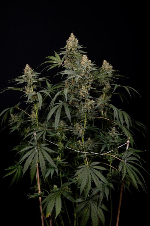 Classic Skunk 🌱  - Zamnesia x B&B. Week 11 - Classic Skunk -Plant #2 - Harvest Day