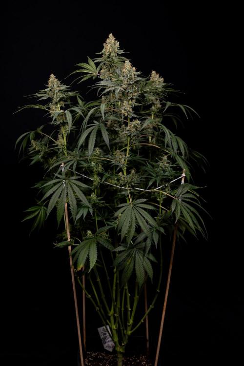 Classic Skunk 🌱  - Zamnesia x B&B. Week 11 - Classic Skunk -Plant #2 - Harvest Day