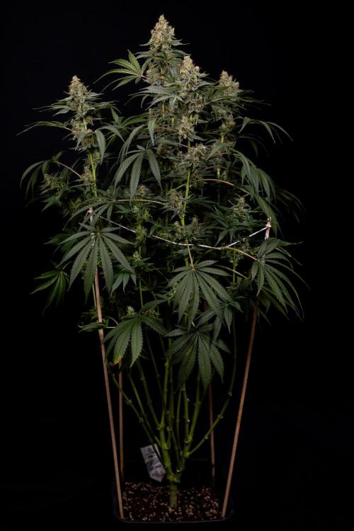Classic Skunk 🌱  - Zamnesia x B&B. Week 11 - Classic Skunk -Plant #2 - Harvest Day