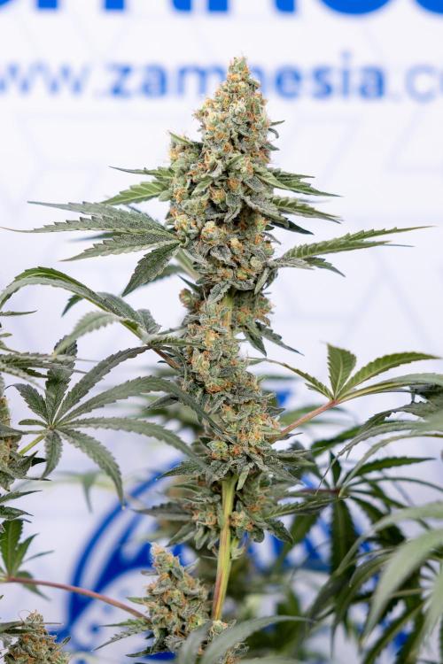 Classic Skunk 🌱  - Zamnesia x B&B. Week 11 - Classic Skunk -Plant #2 - Harvest Day
