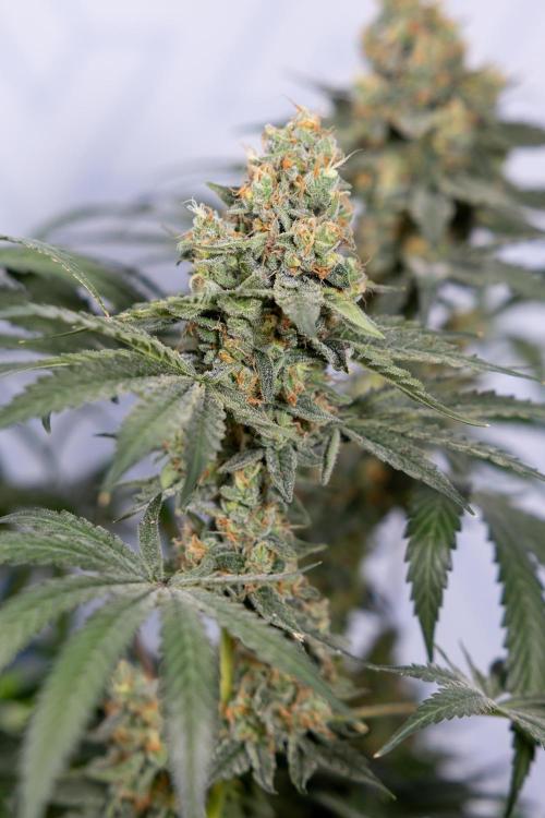 Classic Skunk 🌱  - Zamnesia x B&B. Week 11 - Classic Skunk -Plant #2 - Harvest Day