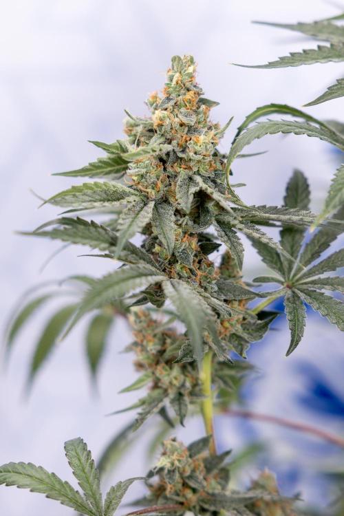 Classic Skunk 🌱  - Zamnesia x B&B. Week 11 - Classic Skunk -Plant #2 - Harvest Day