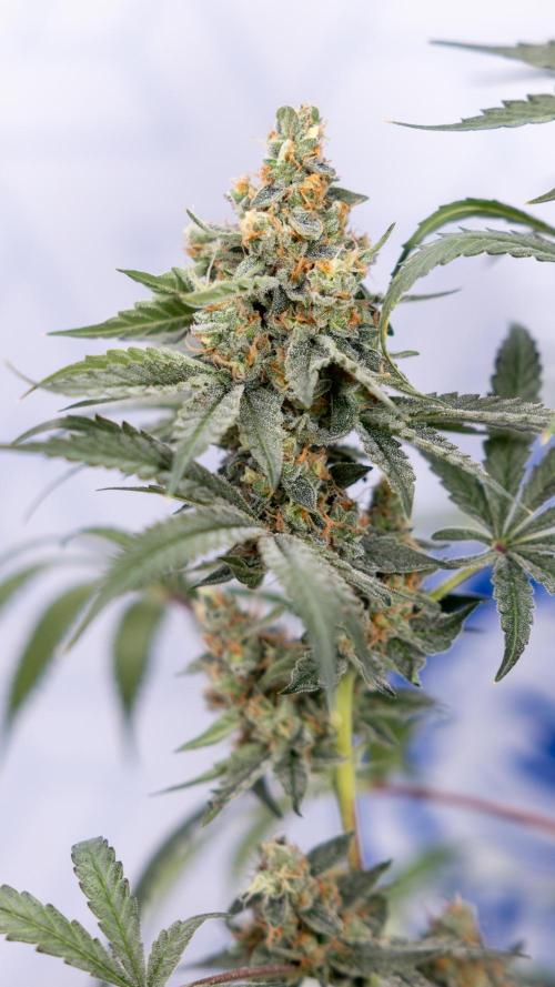 Classic Skunk 🌱  - Zamnesia x B&B. Week 11 - Classic Skunk -Plant #2 - Harvest Day