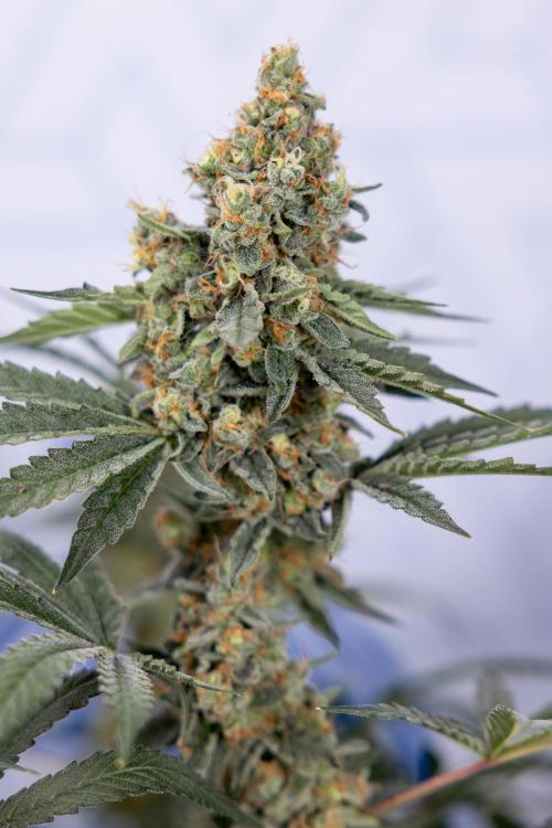 Classic Skunk 🌱  - Zamnesia x B&B. Week 11 - Classic Skunk -Plant #2 - Harvest Day