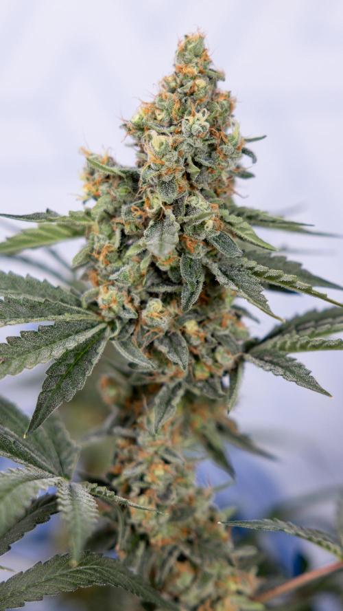 Classic Skunk 🌱  - Zamnesia x B&B. Week 11 - Classic Skunk -Plant #2 - Harvest Day