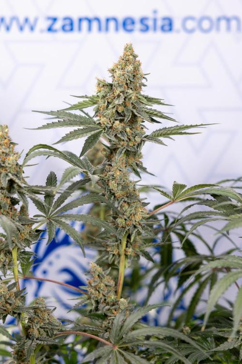Classic Skunk 🌱  - Zamnesia x B&B. Week 11 - Classic Skunk -Plant #2 - Harvest Day