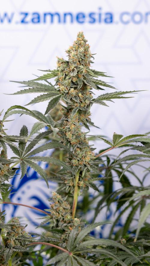 Classic Skunk 🌱  - Zamnesia x B&B. Week 11 - Classic Skunk -Plant #2 - Harvest Day