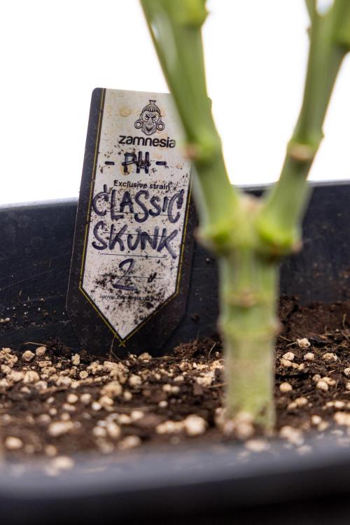 Classic Skunk 🌱  - Zamnesia x B&B. Week 11 - Classic Skunk -Plant #2 - Harvest Day