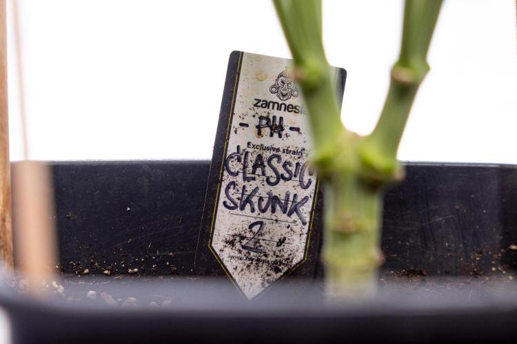 Classic Skunk 🌱  - Zamnesia x B&B. Week 11 - Classic Skunk -Plant #2 - Harvest Day
