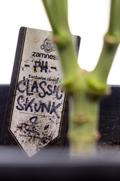 Classic Skunk 🌱  - Zamnesia x B&B. Week 11 - Classic Skunk -Plant #2 - Harvest Day