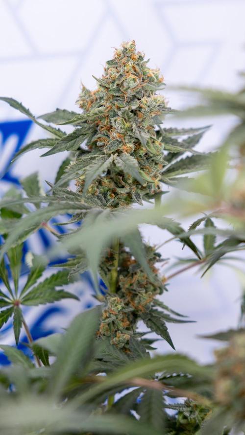 Classic Skunk 🌱  - Zamnesia x B&B. Week 11 - Classic Skunk -Plant #2 - Harvest Day