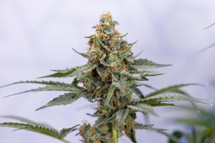 Classic Skunk 🌱  - Zamnesia x B&B. Week 11 - Classic Skunk -Plant #2 - Harvest Day