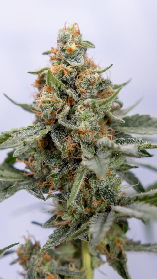 Classic Skunk 🌱  - Zamnesia x B&B. Week 11 - Classic Skunk -Plant #2 - Harvest Day