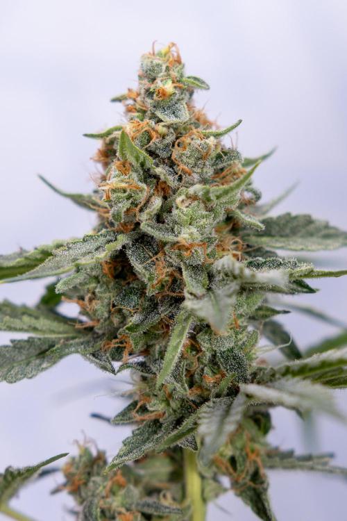 Classic Skunk 🌱  - Zamnesia x B&B. Week 11 - Classic Skunk -Plant #2 - Harvest Day