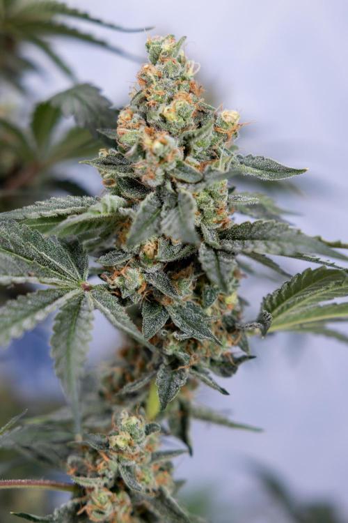 Classic Skunk 🌱  - Zamnesia x B&B. Week 11 - Classic Skunk -Plant #2 - Harvest Day
