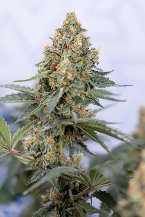 Classic Skunk 🌱  - Zamnesia x B&B. Week 11 - Classic Skunk -Plant #2 - Harvest Day