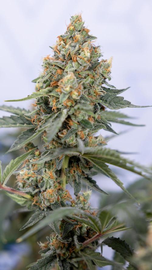 Classic Skunk 🌱  - Zamnesia x B&B. Week 11 - Classic Skunk -Plant #2 - Harvest Day
