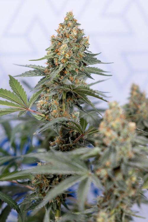 Classic Skunk 🌱  - Zamnesia x B&B. Week 11 - Classic Skunk -Plant #2 - Harvest Day