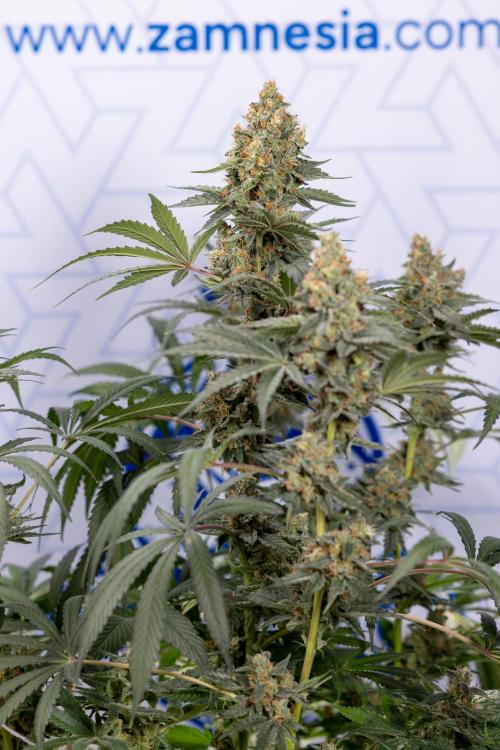 Classic Skunk 🌱  - Zamnesia x B&B. Week 11 - Classic Skunk -Plant #2 - Harvest Day