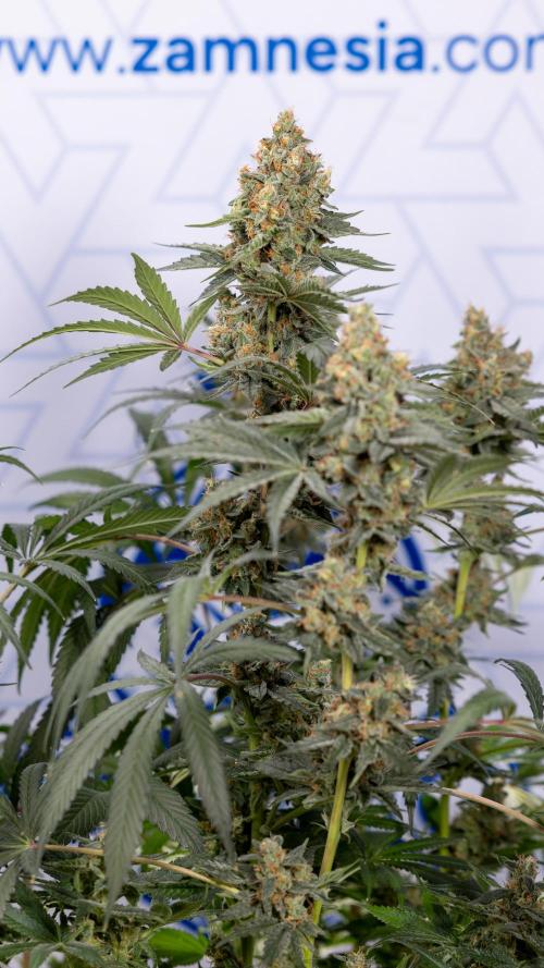 Classic Skunk 🌱  - Zamnesia x B&B. Week 11 - Classic Skunk -Plant #2 - Harvest Day