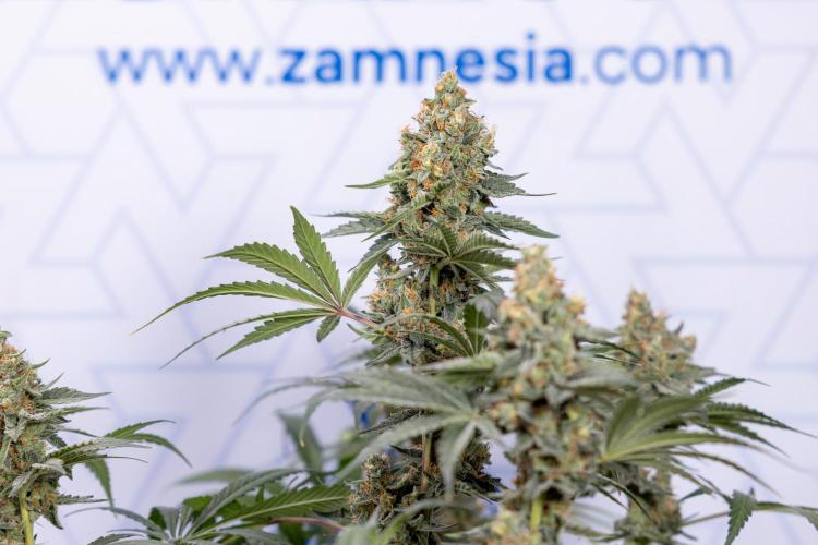 Classic Skunk 🌱  - Zamnesia x B&B. Week 11 - Classic Skunk -Plant #2 - Harvest Day