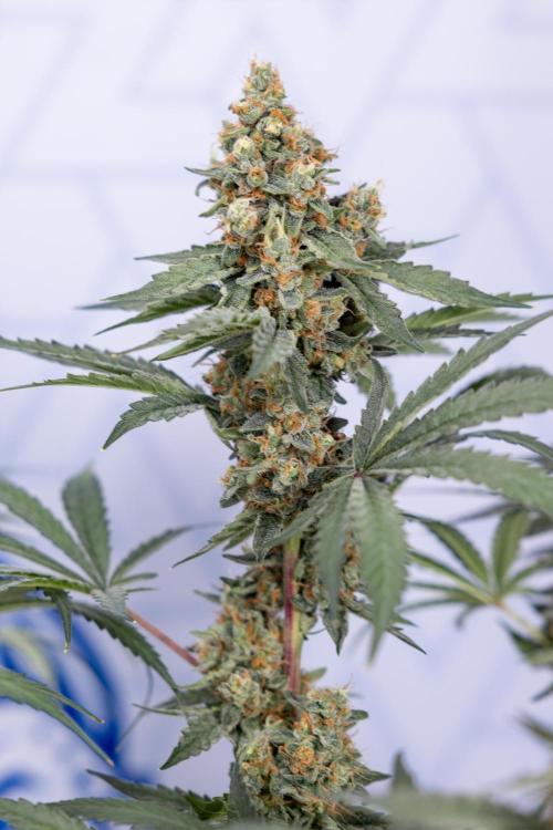 Classic Skunk 🌱  - Zamnesia x B&B. Week 11 - Classic Skunk -Plant #2 - Harvest Day