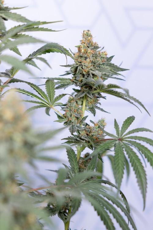 Classic Skunk 🌱  - Zamnesia x B&B. Week 11 - Classic Skunk -Plant #2 - Harvest Day
