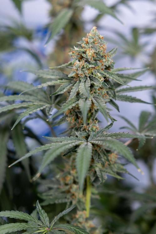 Classic Skunk 🌱  - Zamnesia x B&B. Week 11 - Classic Skunk -Plant #2 - Harvest Day