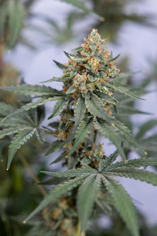 Classic Skunk 🌱  - Zamnesia x B&B. Week 11 - Classic Skunk -Plant #2 - Harvest Day