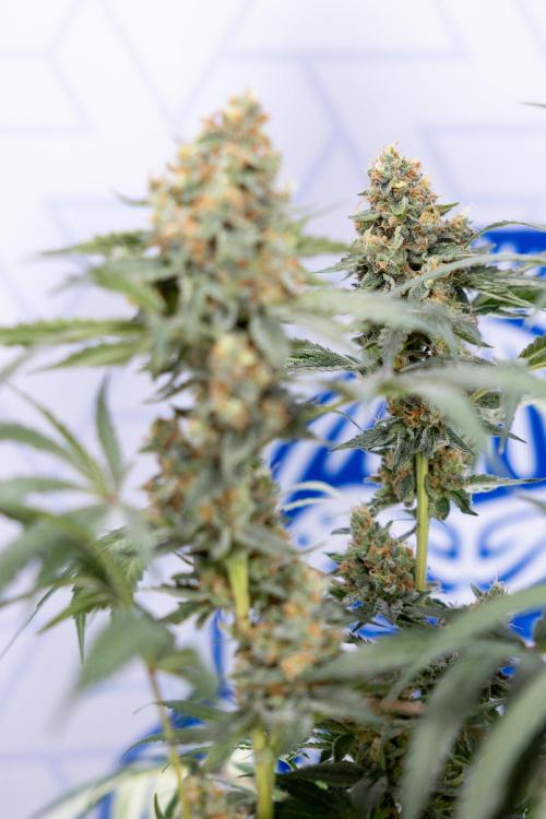 Classic Skunk 🌱  - Zamnesia x B&B. Week 11 - Classic Skunk -Plant #2 - Harvest Day