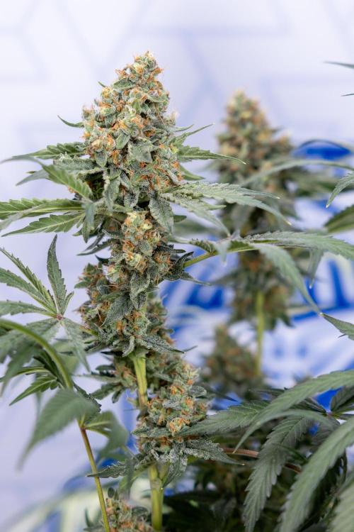 Classic Skunk 🌱  - Zamnesia x B&B. Week 11 - Classic Skunk -Plant #2 - Harvest Day
