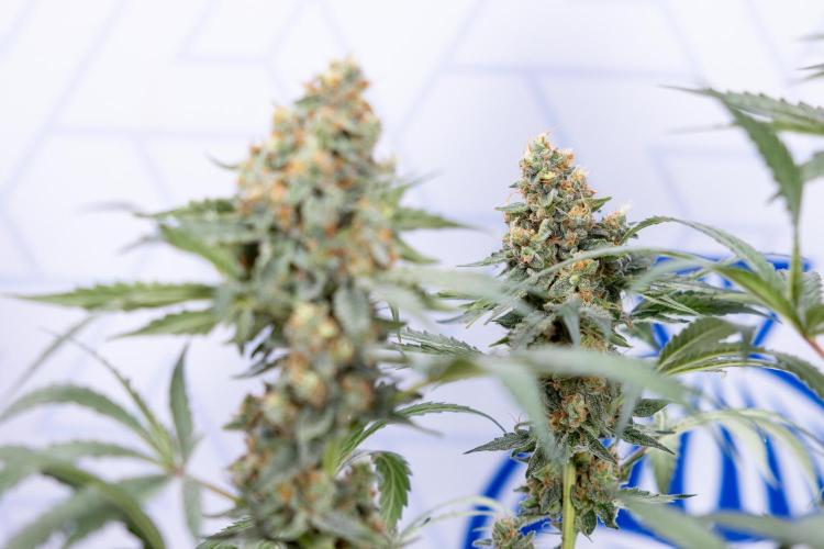 Classic Skunk 🌱  - Zamnesia x B&B. Week 11 - Classic Skunk -Plant #2 - Harvest Day