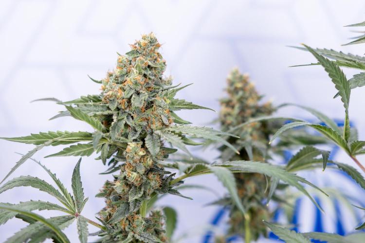 Classic Skunk 🌱  - Zamnesia x B&B. Week 11 - Classic Skunk -Plant #2 - Harvest Day