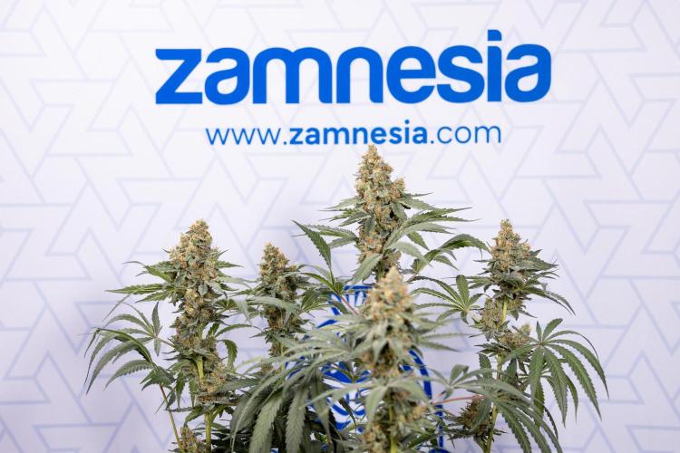 Classic Skunk 🌱  - Zamnesia x B&B. Week 11 - Classic Skunk -Plant #2 - Harvest Day