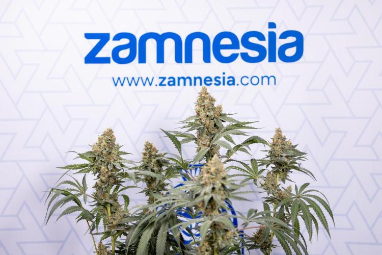 Classic Skunk 🌱  - Zamnesia x B&B. Week 11 - Classic Skunk -Plant #2 - Harvest Day